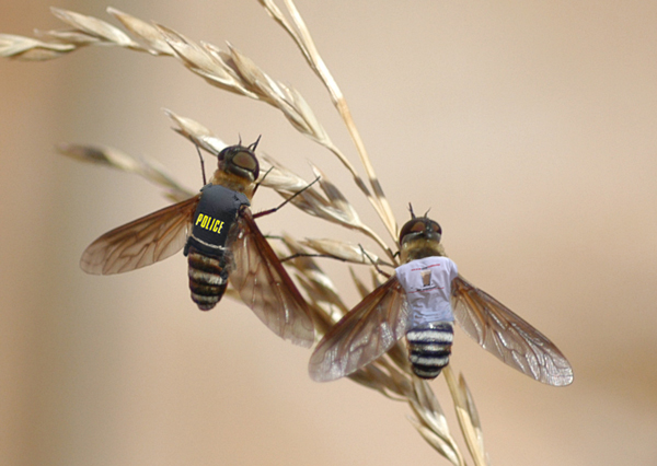 Photoshop-Design von londubh für DesignCrowd (Community Contests) | Design #9128981