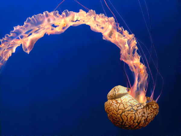 Diseño de Photoshop por Terrence para DesignCrowd (Community Contests) | Diseño #9122064