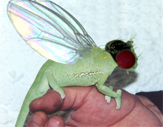 Photoshop-Design von pdagwln für DesignCrowd (Community Contests) | Design #9104469