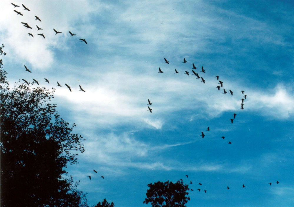 Photography by WillieTheCat for DesignCrowd (Community Contests) | Design #9109852