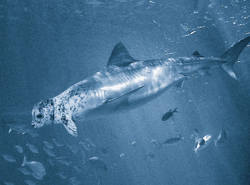 Photoshop Design by gorgonzola for DesignCrowd (Community Contests) | Design #9104471