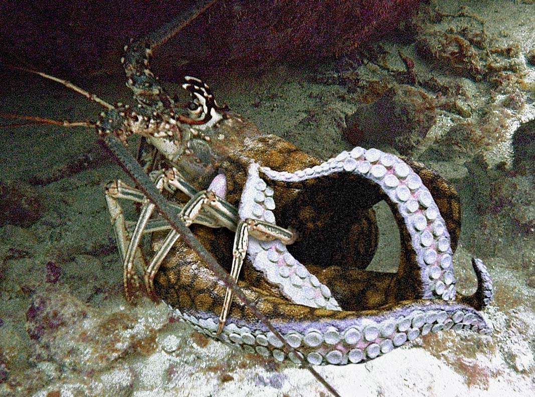 Photoshop-Design von wax115 für DesignCrowd (Community Contests) | Design #9104527