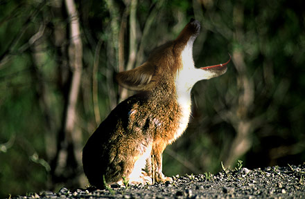 Diseño de Photoshop por solomonhightower para DesignCrowd (Community Contests) | Diseño #9104535