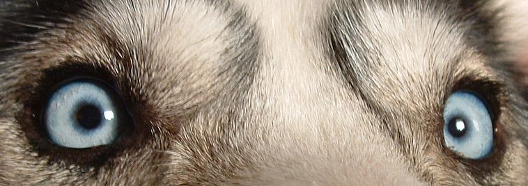 Fotografie von MrsFuzzButt für DesignCrowd (Community Contests) | Design #9109863