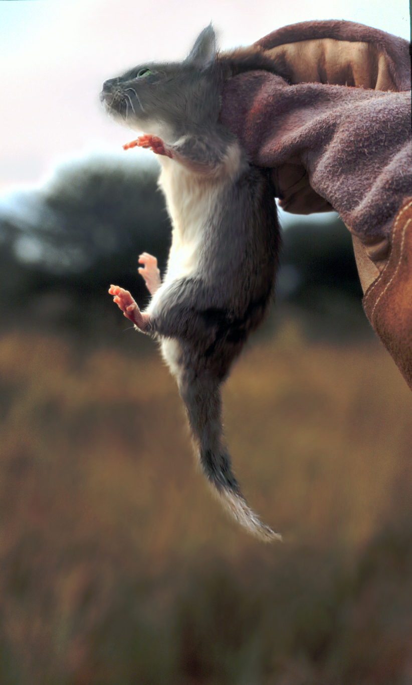 Photoshop-Design von Rexmundi für DesignCrowd (Community Contests) | Design #9104654