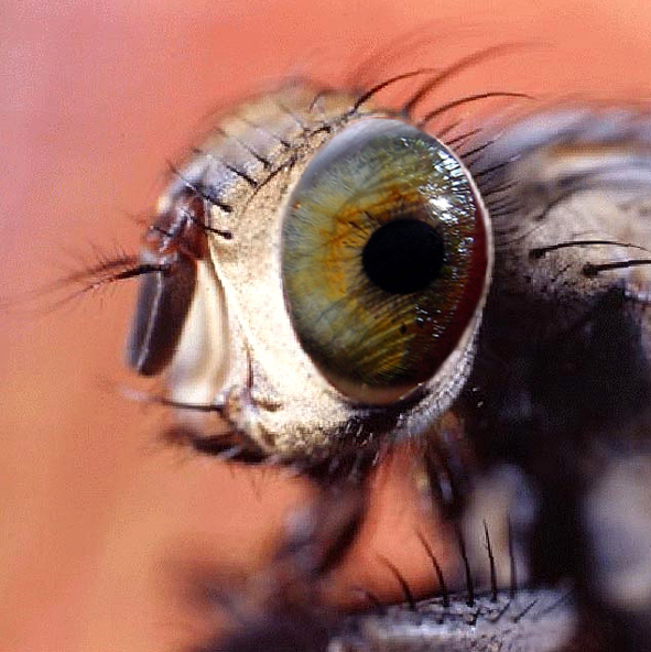 Photoshop Design by Beagle for DesignCrowd (Community Contests) | Design #9104690