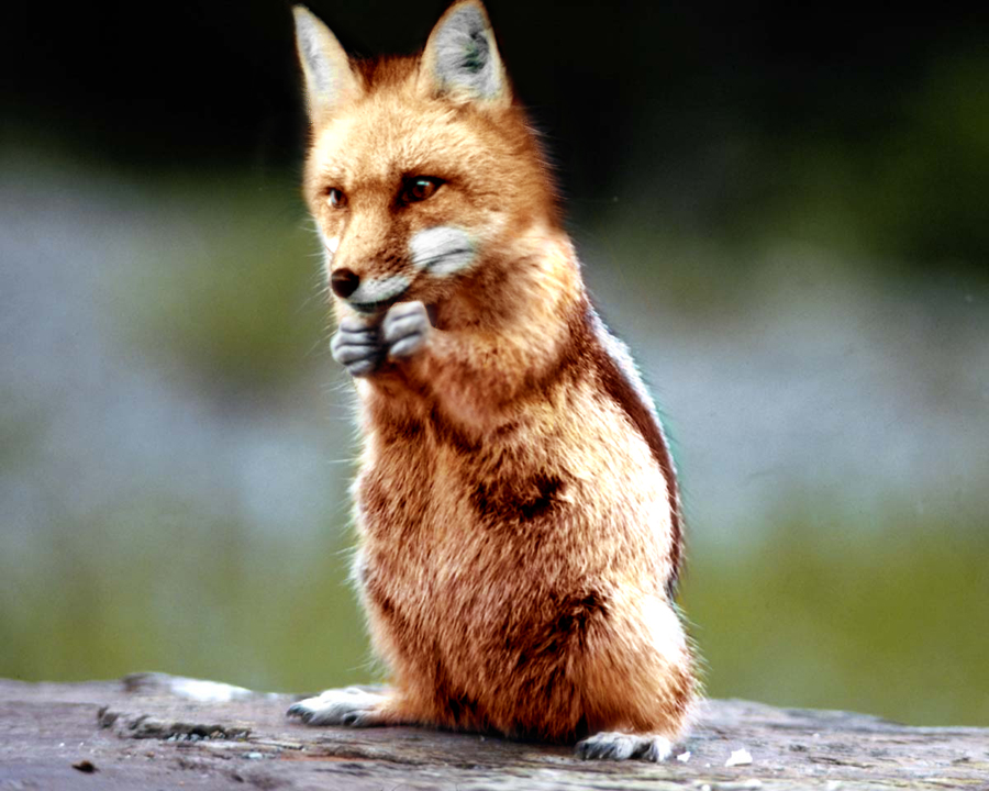 Photoshop-Design von twofour für DesignCrowd (Community Contests) | Design #9104697