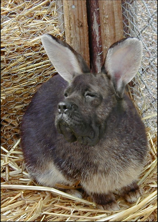 Design Photoshop par Garsaelon pour DesignCrowd (Community Contests) | Design #9104569