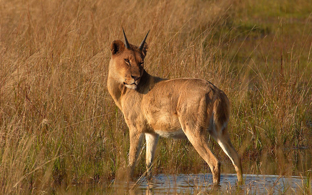 Photoshop-Design von NN für DesignCrowd (Community Contests) | Design #9104580