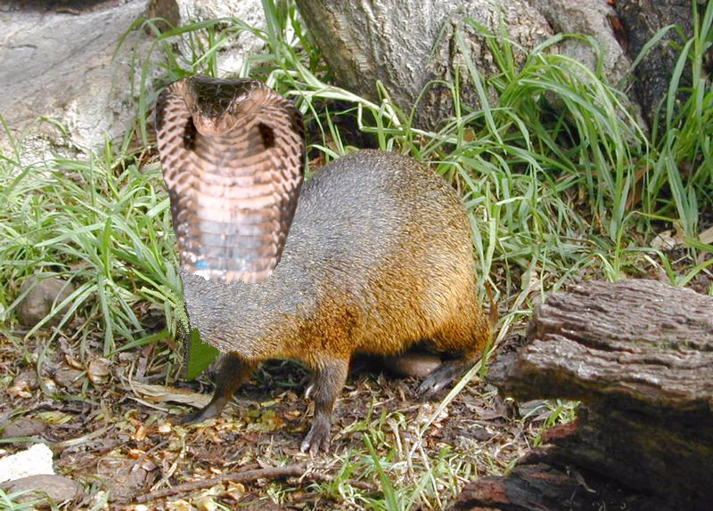 Photoshop Design by nolimit for DesignCrowd (Community Contests) | Design #9104743