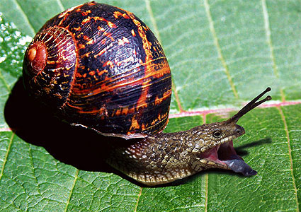 Design Photoshop par diechelle pour DesignCrowd (Community Contests) | Design #9104780