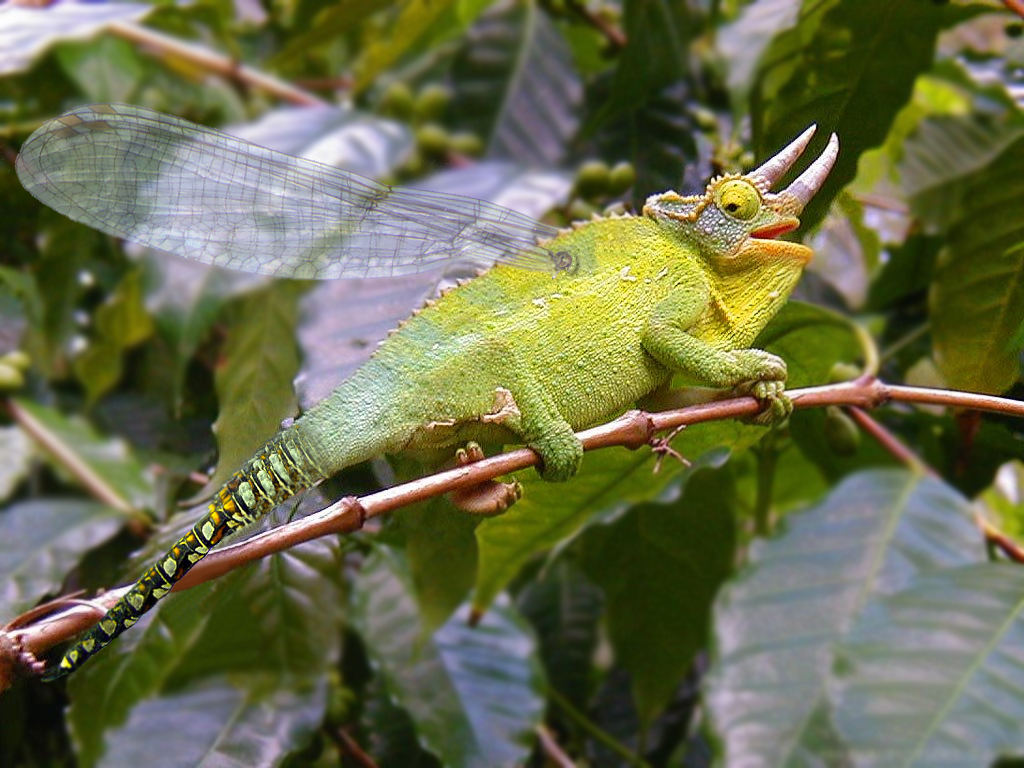 Photoshop Design by Nitehawk for DesignCrowd (Community Contests) | Design #9104735