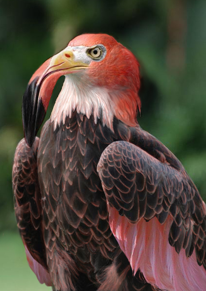 Photoshop-Design von tiare für DesignCrowd (Community Contests) | Design #9104718