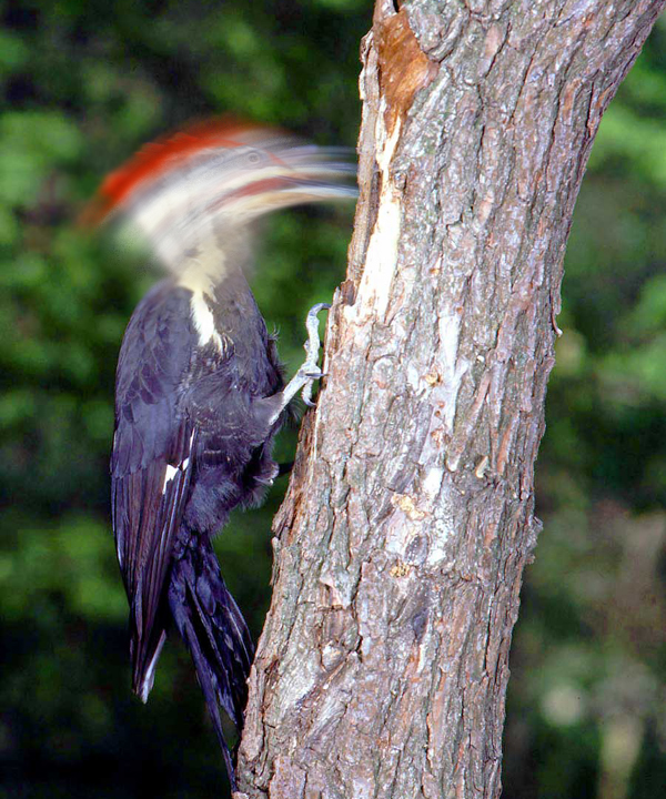 Diseño de Photoshop por ThreeDean para DesignCrowd (Community Contests) | Diseño #9108515