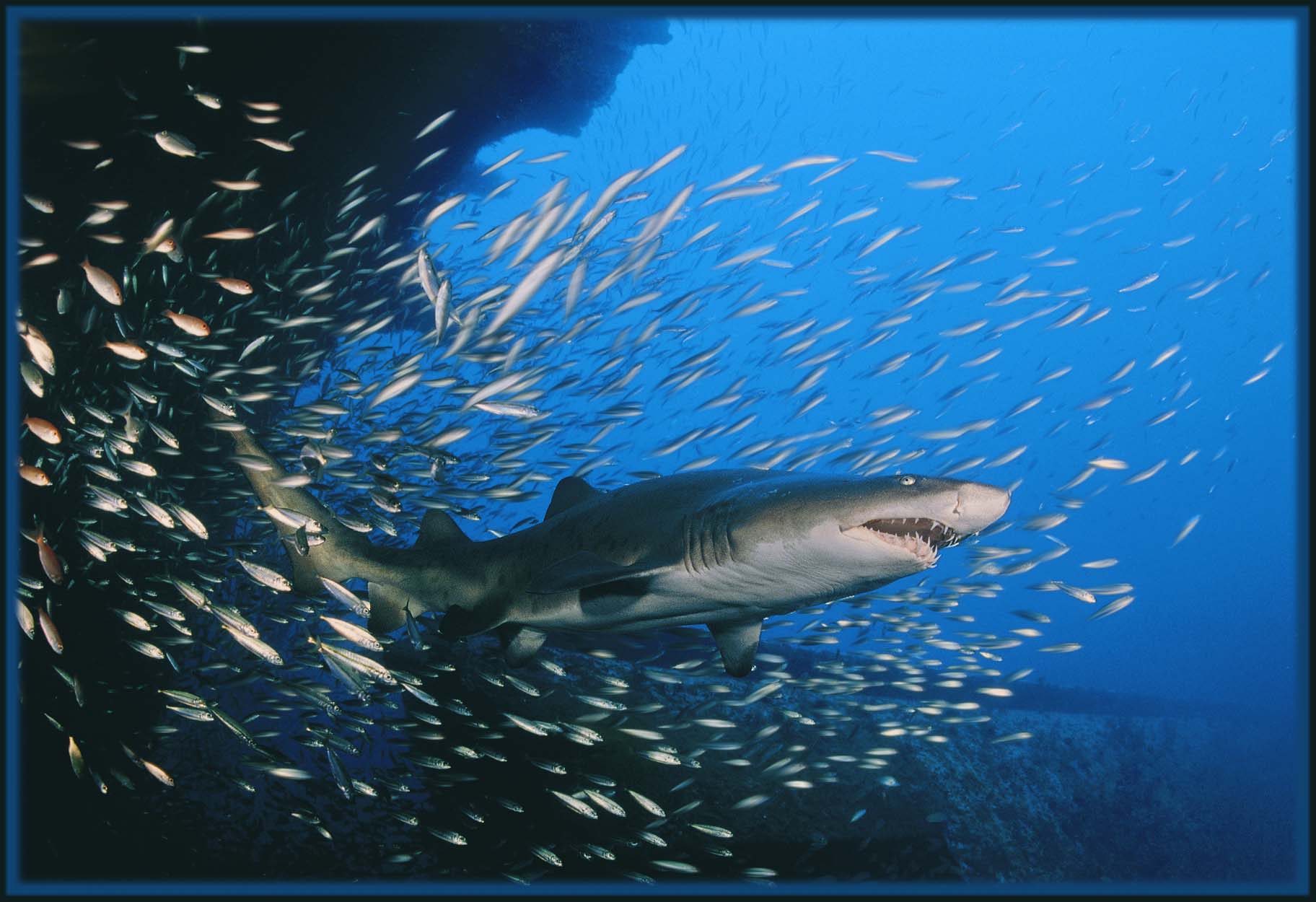 Photoshop Design by DFragXD for DesignCrowd (Community Contests) | Design #9108622