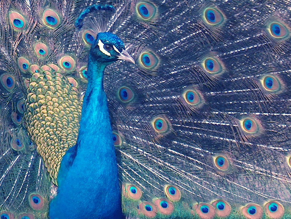 Photographie par cameon pour DesignCrowd (Community Contests) | Design #9110030