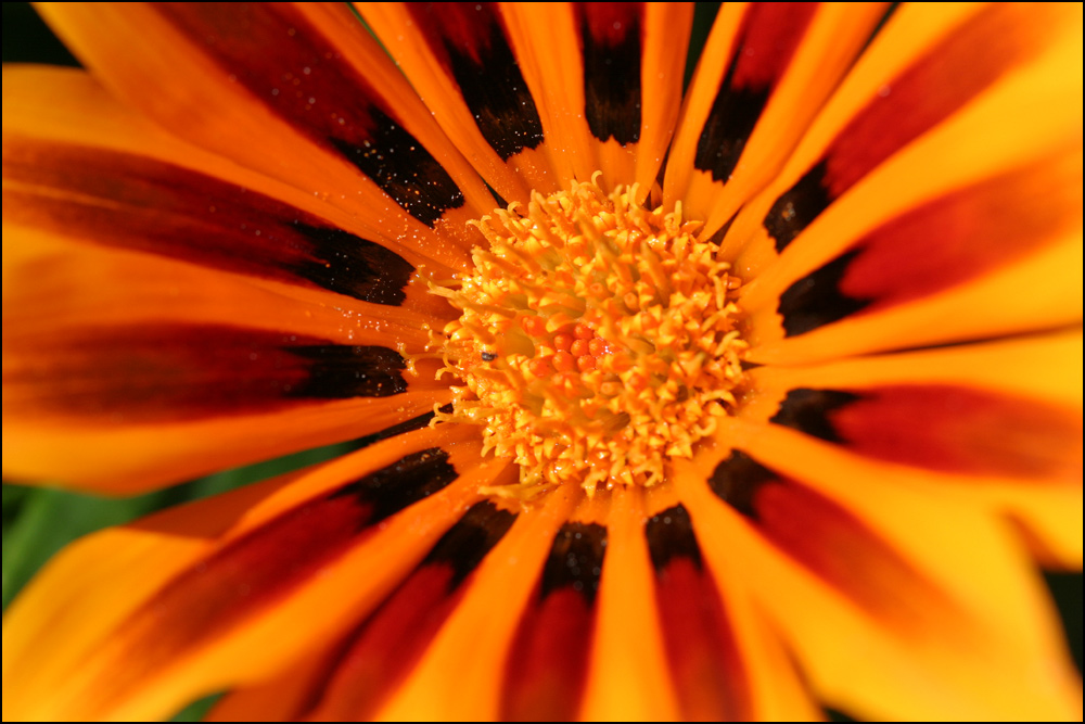 Photography by jayfish for DesignCrowd (Community Contests) | Design #9123515
