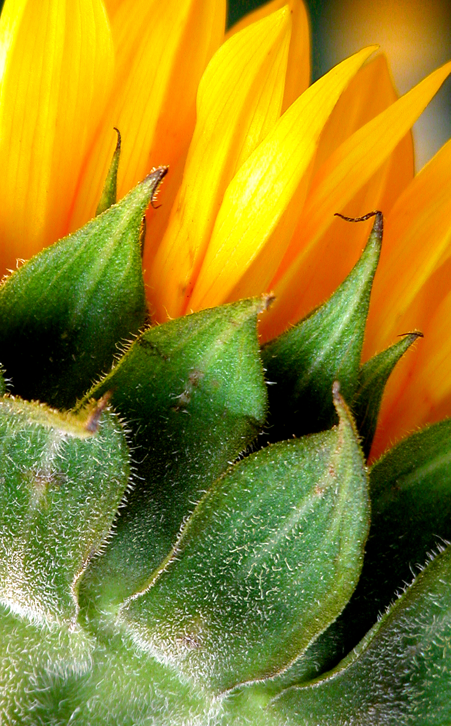 Fotografie von lilmart für DesignCrowd (Community Contests) | Design #9125623