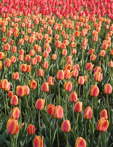 Photographie par KarenC pour DesignCrowd (Community Contests) | Design #9123530