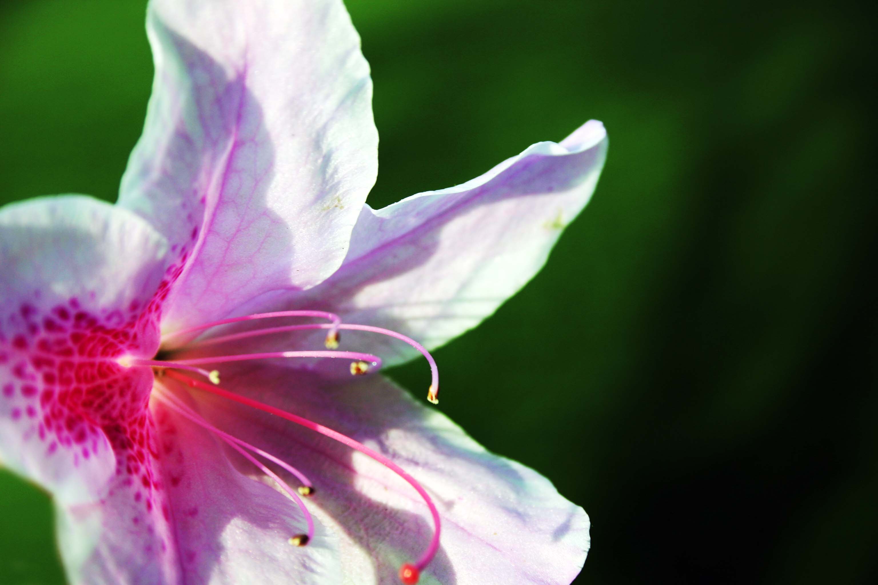 Photography by Legallyblonde877 for DesignCrowd (Community Contests) | Design #9125606