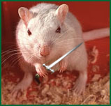 Photoshop Design by insatiable for DesignCrowd (Community Contests) | Design #9127586