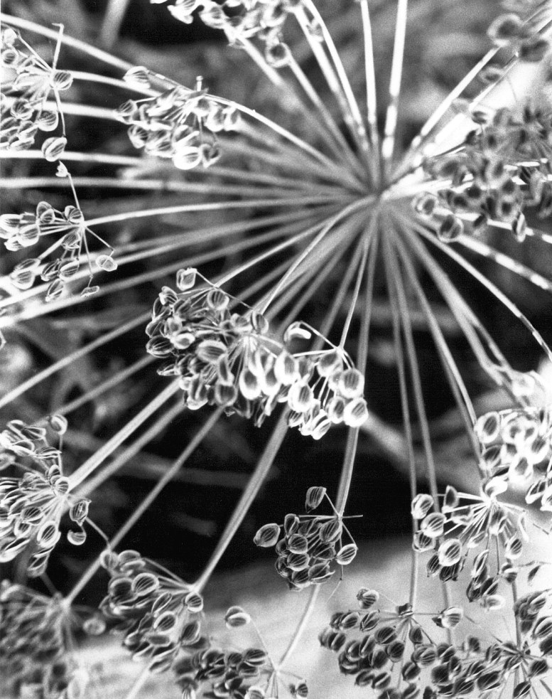 Photography by Tommy1de for DesignCrowd (Community Contests) | Design #9125640