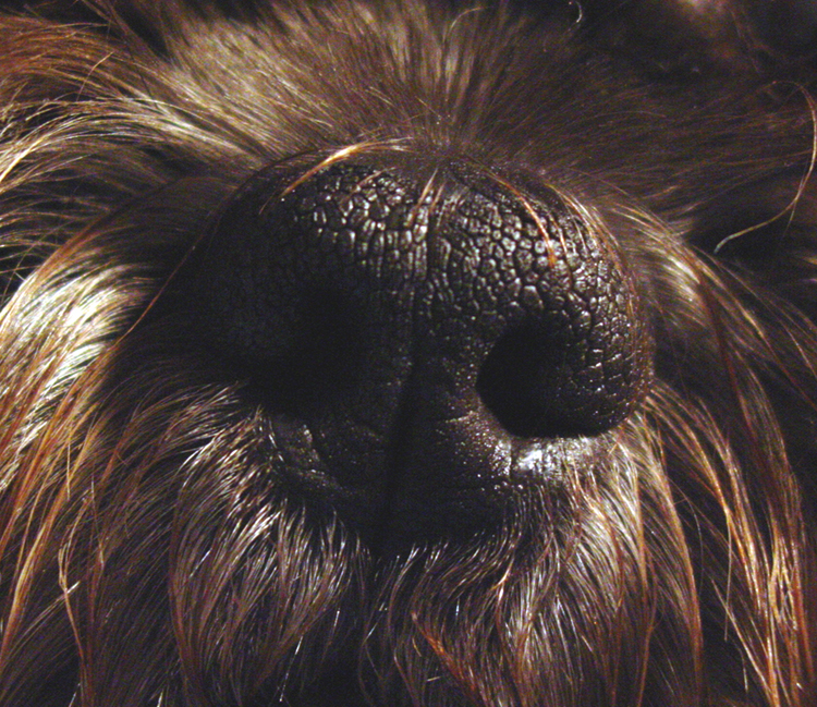 Fotografie von Angeldog1 für DesignCrowd (Community Contests) | Design #9125664