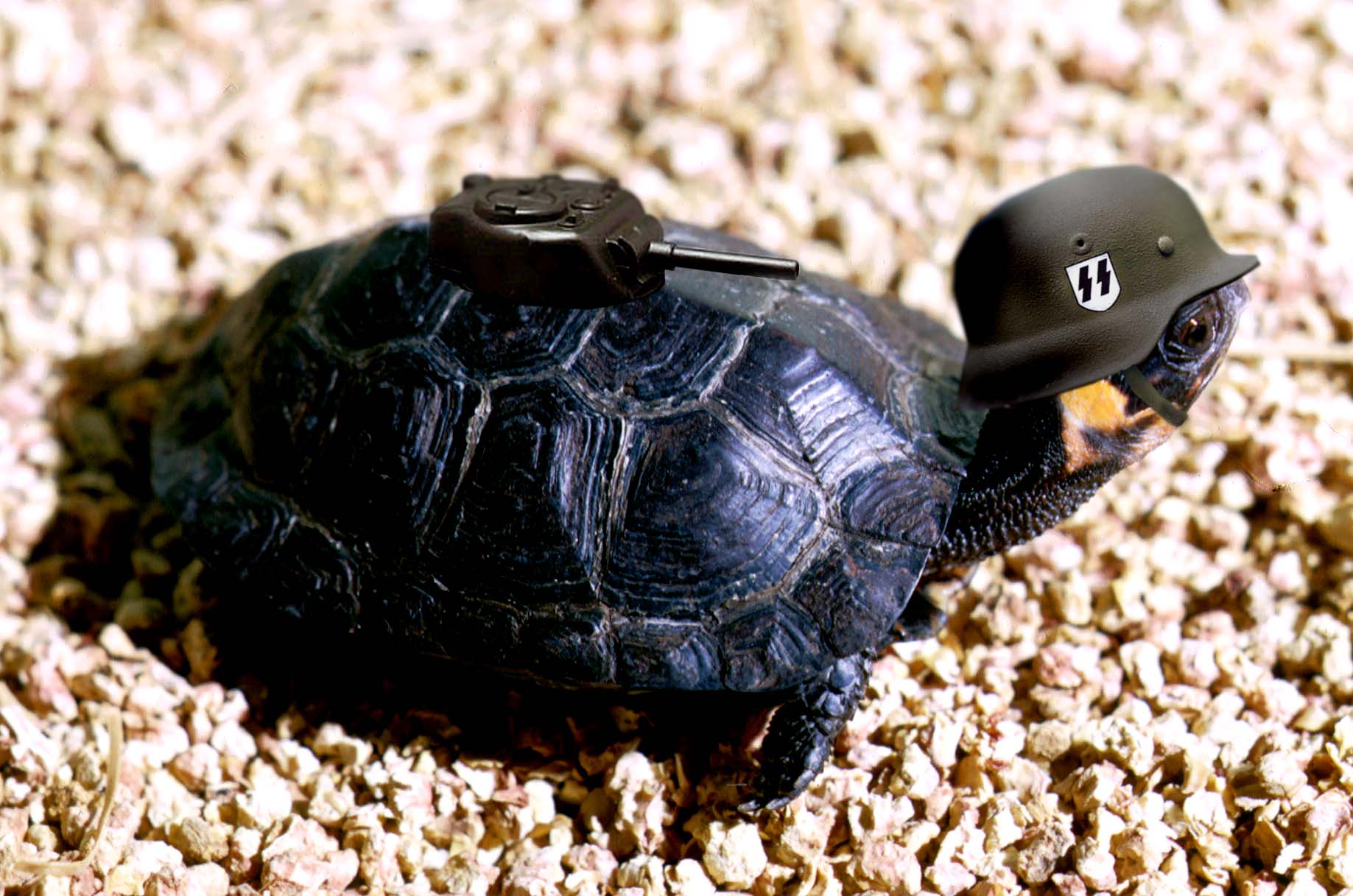 Photoshop Design by whitewhale for DesignCrowd (Community Contests) | Design #9127609