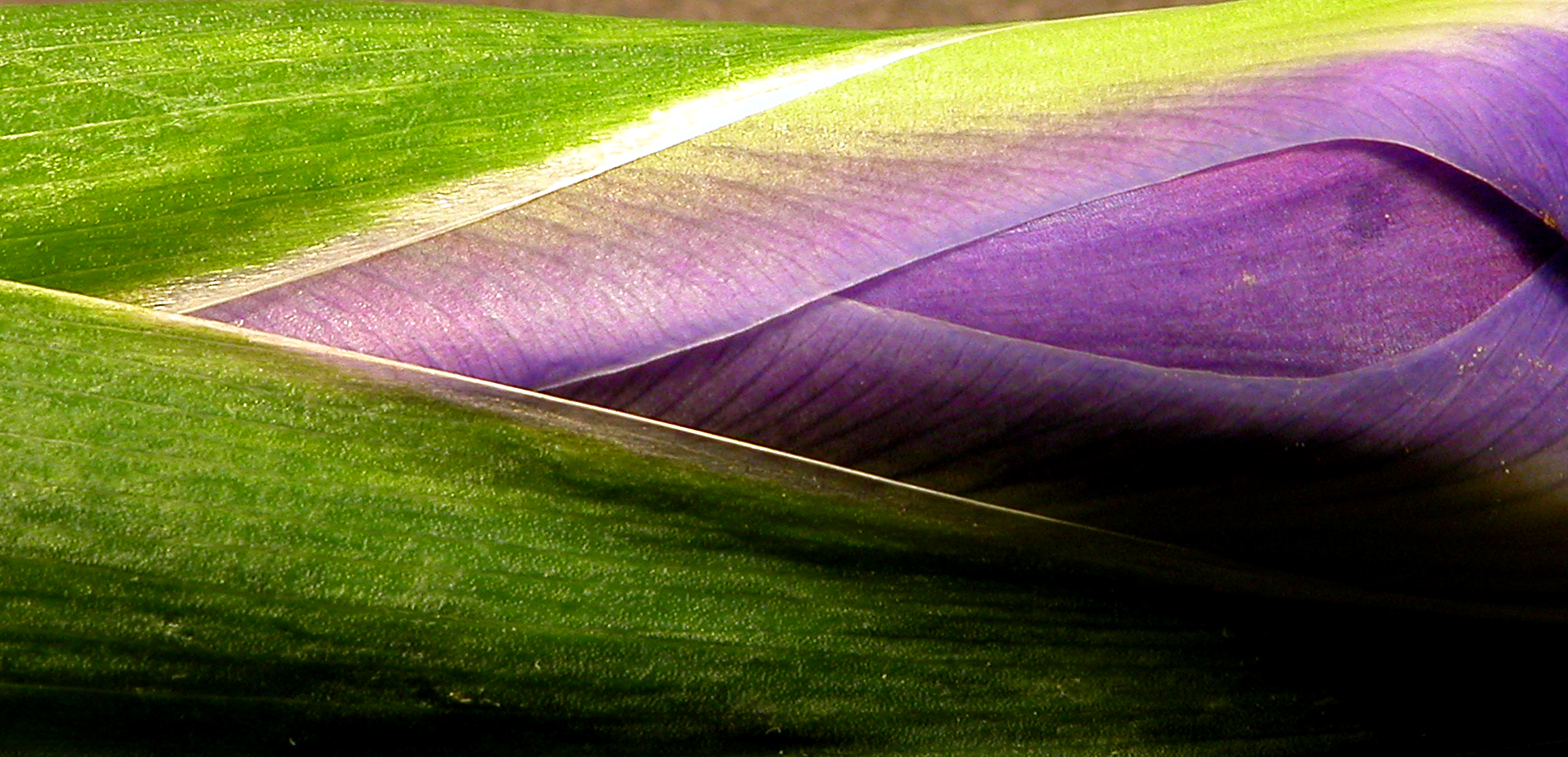 Fotografie von lilmart für DesignCrowd (Community Contests) | Design #9123797