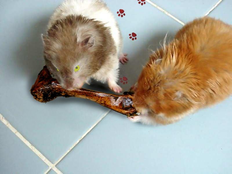 Design Photoshop par godzillatemple pour DesignCrowd (Community Contests) | Design #9127820