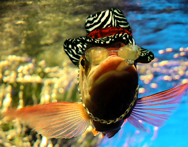 Diseño de Photoshop por froodleydoo para DesignCrowd (Community Contests) | Diseño #9127721