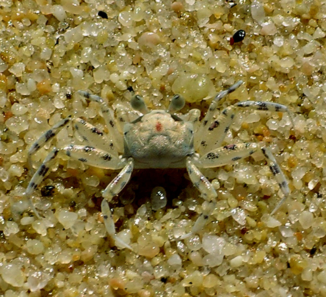 Photography by xakpeet for DesignCrowd (Community Contests) | Design #9125728