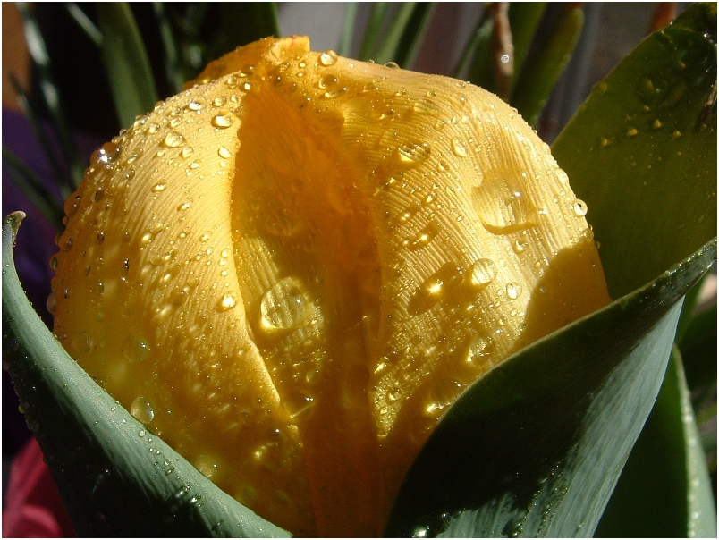 Fotografie von MrsFuzzButt für DesignCrowd (Community Contests) | Design #9125866