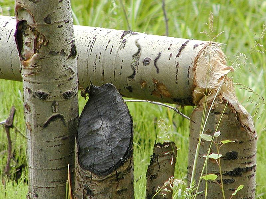 Photoshop-Design von sylver für DesignCrowd (Community Contests) | Design #9119201