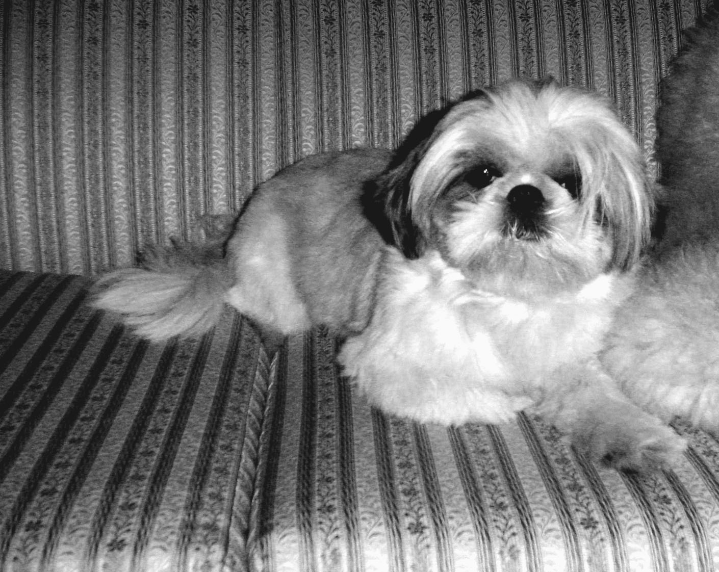 Fotografía por kzk666 para DesignCrowd (Community Contests) | Diseño #9123665