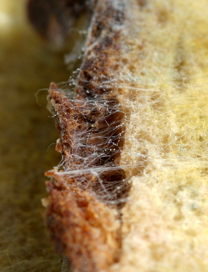 Photography by bobike for DesignCrowd (Community Contests) | Design #9125880