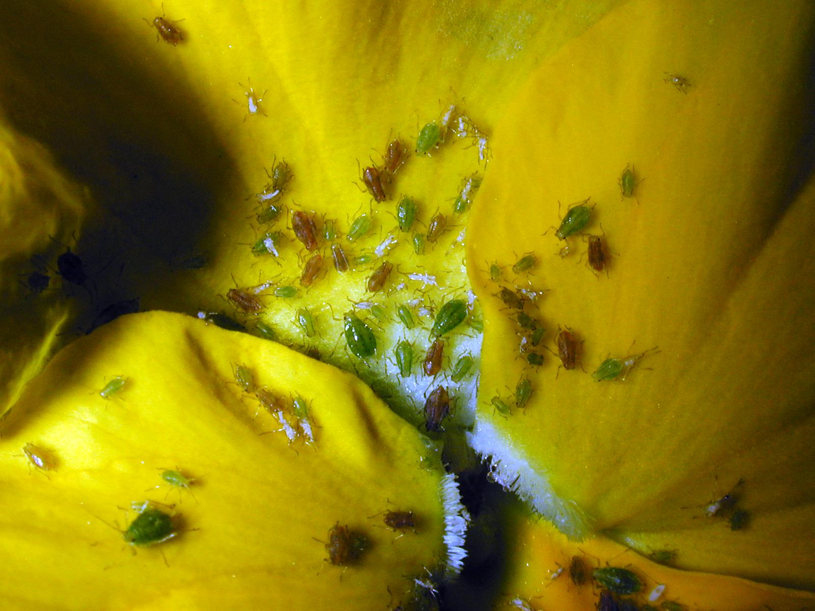 Fotografie von ajam6862 für DesignCrowd (Community Contests) | Design #9125892