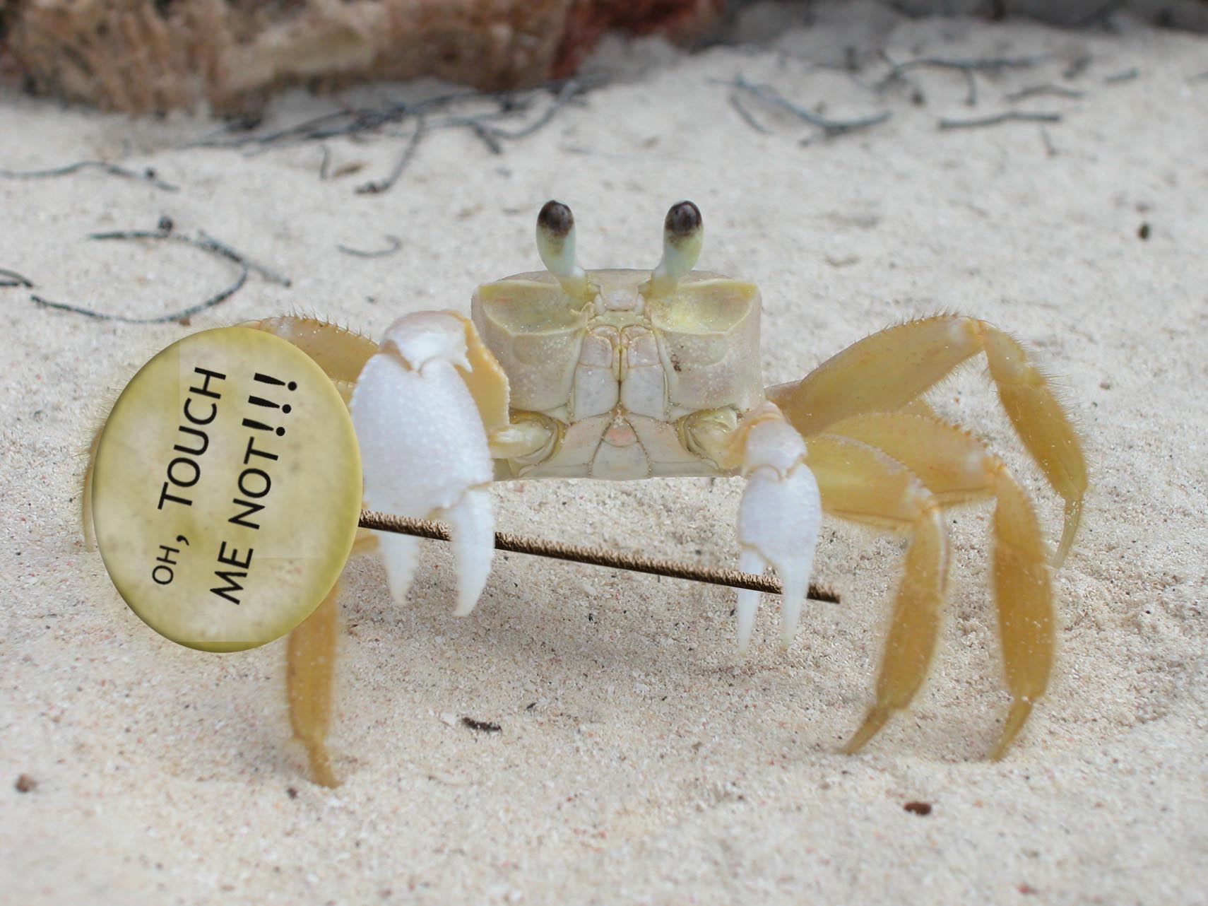 Photoshop Design by whitewhale for DesignCrowd (Community Contests) | Design #9107616