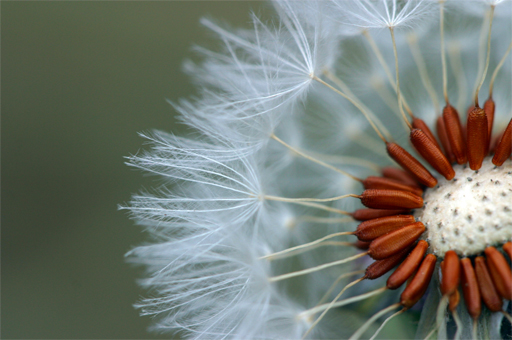 Fotografie von Fascha für DesignCrowd (Community Contests) | Design #9125790