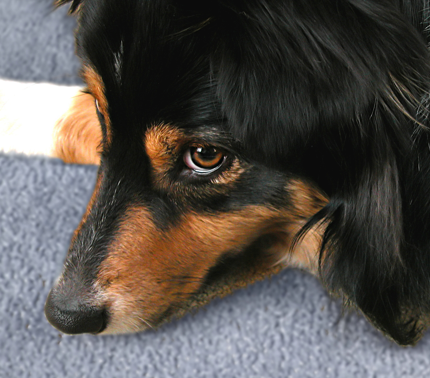 Fotografie von lilmart für DesignCrowd (Community Contests) | Design #9120632