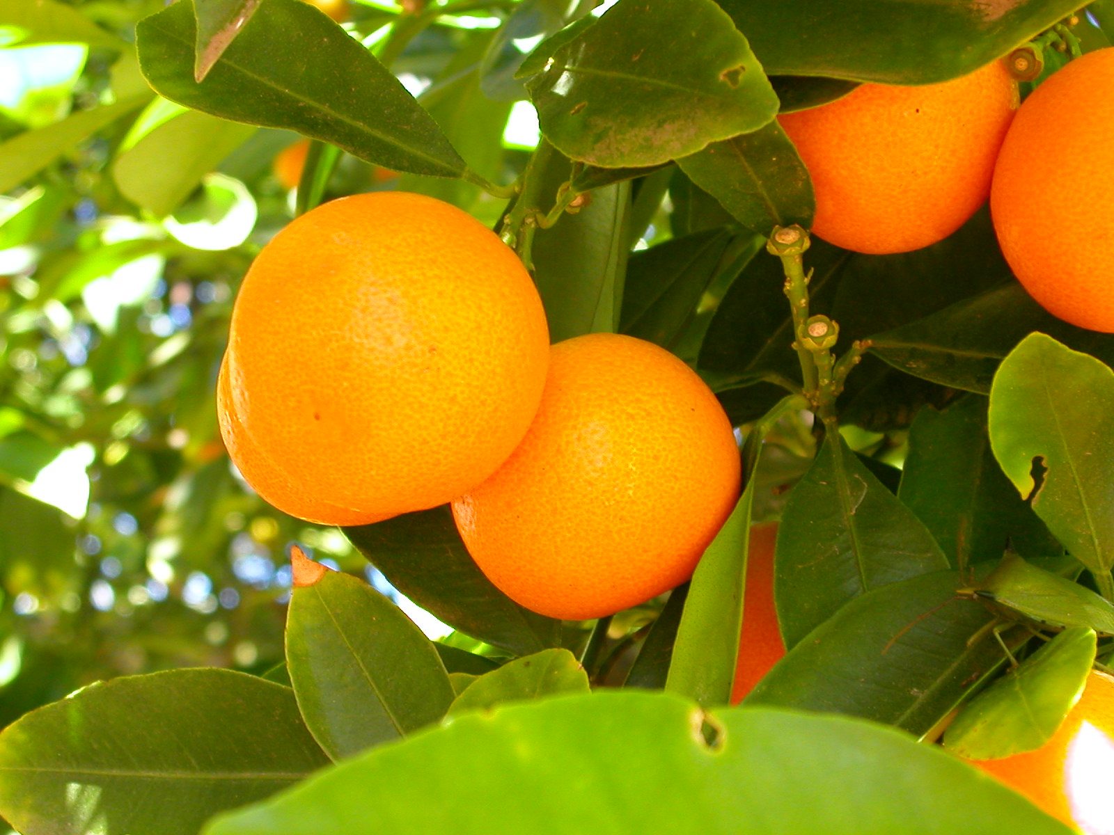 Fotografía por phoenix910_BANNED para DesignCrowd (Community Contests) | Diseño #9125926