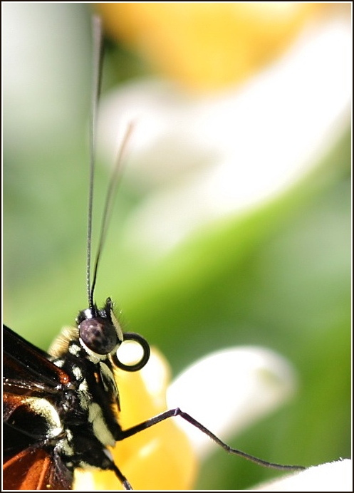 Photography by thesecretsharer for DesignCrowd (Community Contests) | Design #9125993
