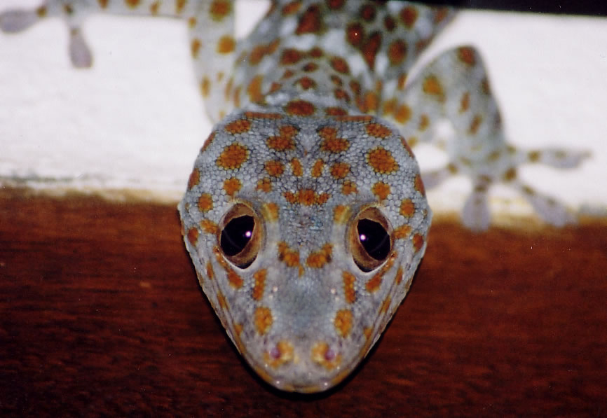 Photoshop Design by happyotterlover for DesignCrowd (Community Contests) | Design #9124191