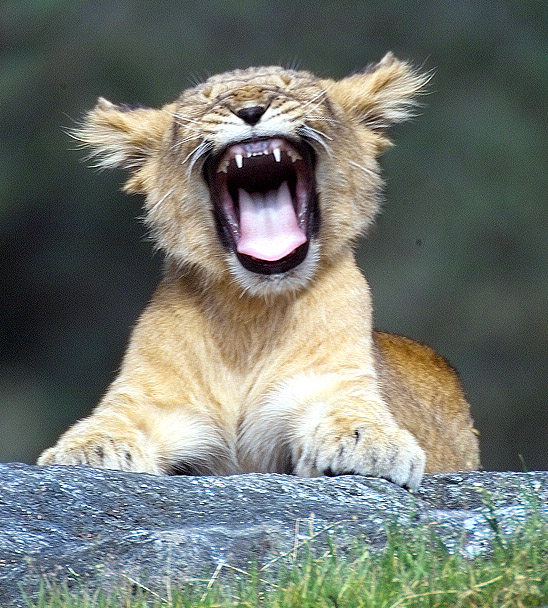 Photoshop Design by ecolio for DesignCrowd (Community Contests) | Design #9124251