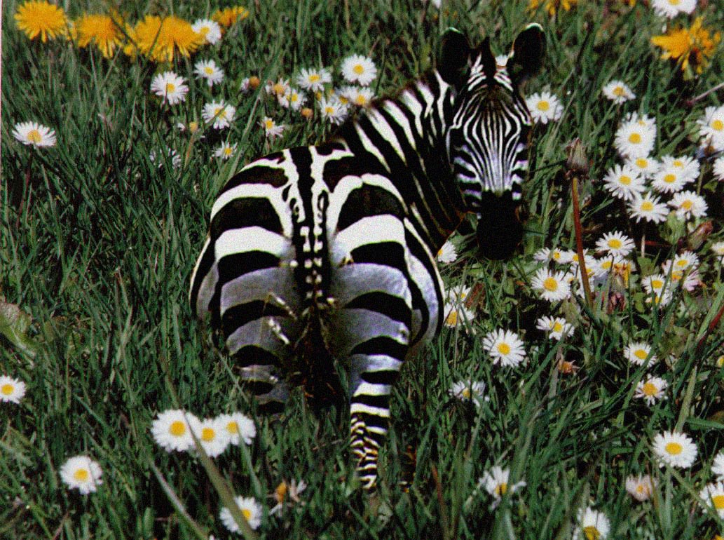 Photoshop Design by Nicky666 for DesignCrowd (Community Contests) | Design #9106508