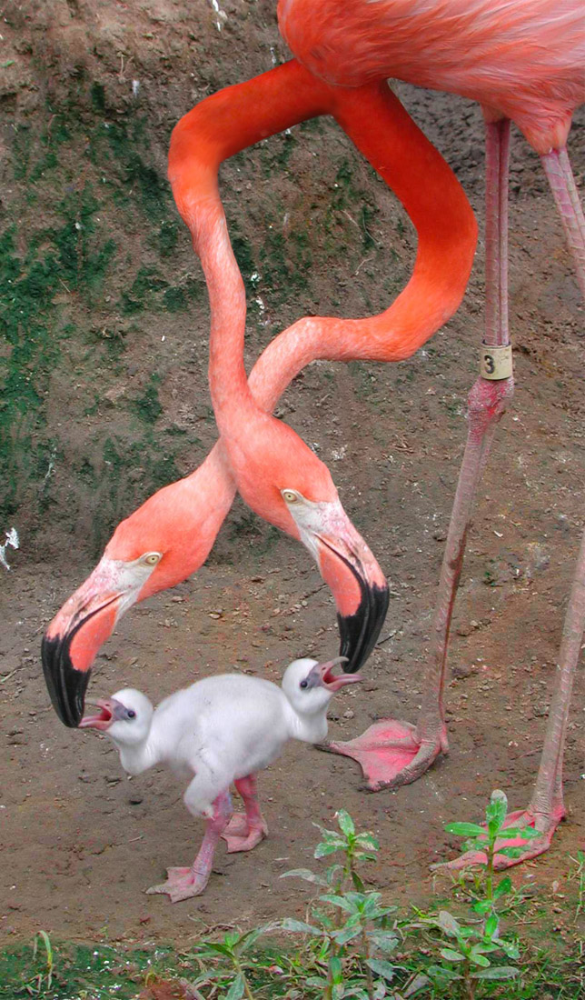 Design Photoshop par axwear pour DesignCrowd (Community Contests) | Design #9124256