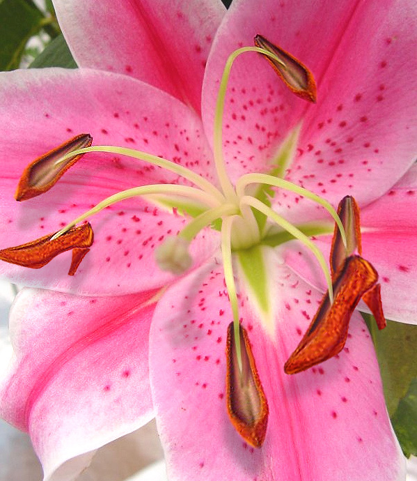 Photoshop Design by blueorb for DesignCrowd (Community Contests) | Design #9106515