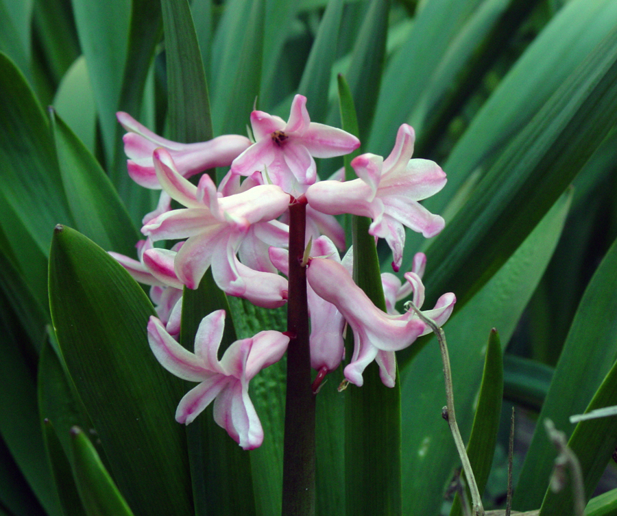 Fotografie von Angeldog1 für DesignCrowd (Community Contests) | Design #9118091