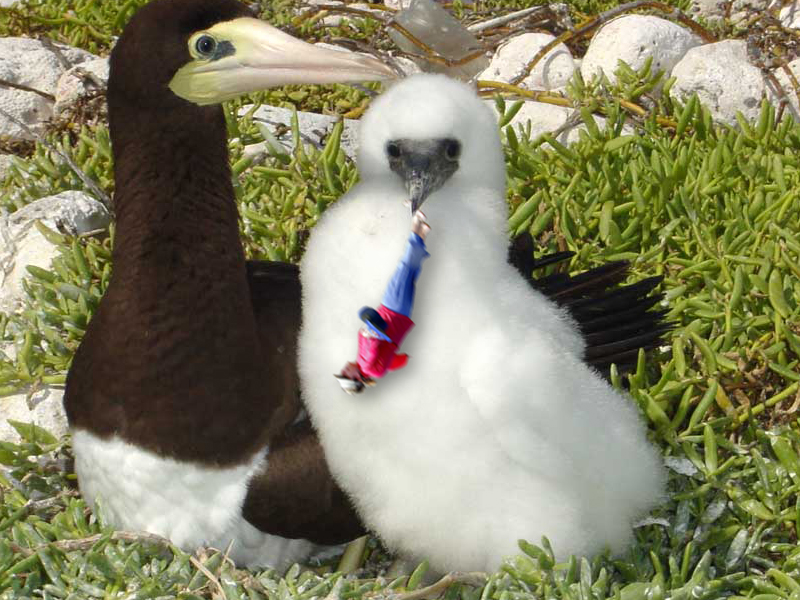 Photoshop Design by amaranto for DesignCrowd (Community Contests) | Design #9106565