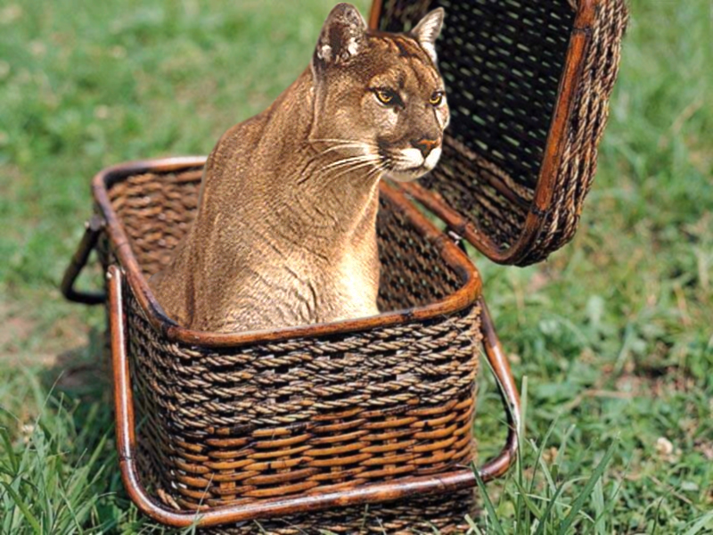 Photoshop Design by ashleyulmer for DesignCrowd (Community Contests) | Design #9106532